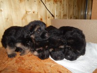 /album/photos-puppy/mix-472-jpg/